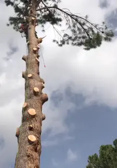 Tala y poda en altura de árboles en León y provincia