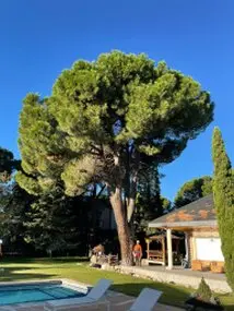 Tala y poda en Altura de árboles en León y provincia